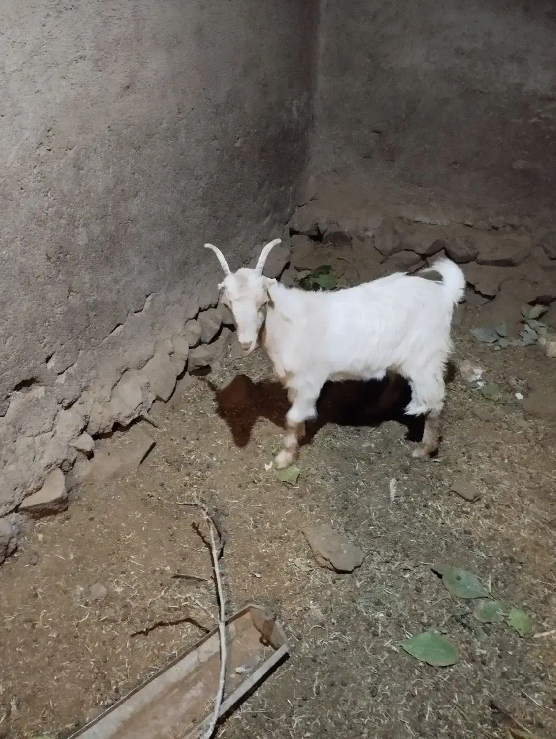 بزغاله ماده تکه خورده|حیوانات مزرعه|قم, باجک یک|دیوار