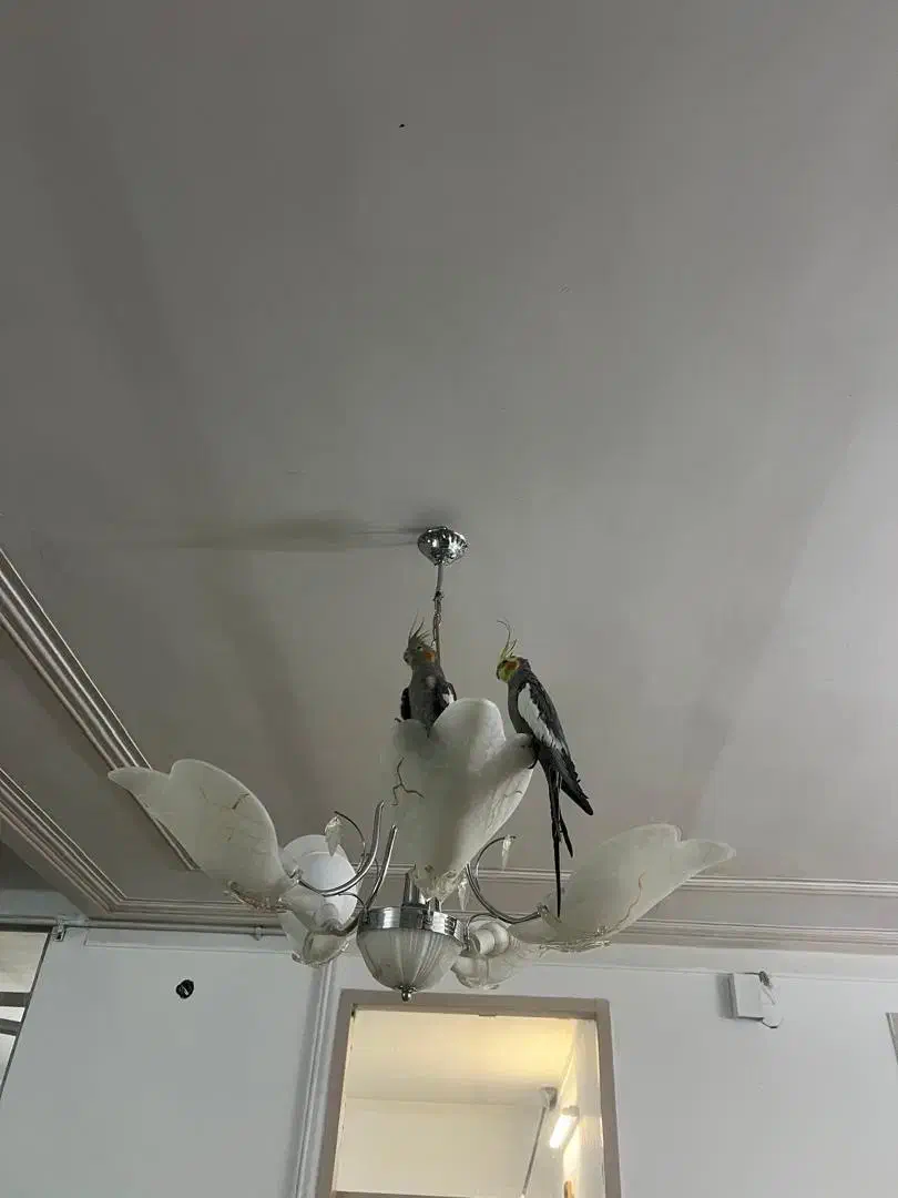 عروس هلندی|پرنده|رفسنجان, |دیوار