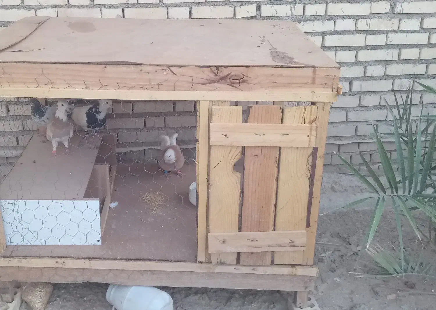 شادگان|لوازم جانبی حیوانات|باوی, |دیوار