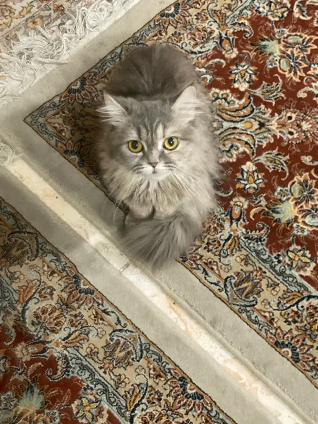 گربه|گربه|مراغه, |دیوار
