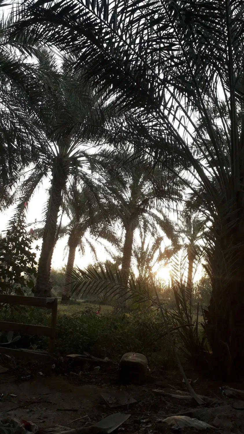 عروس پاریس گمشده|پرنده|اهواز, فاز ۱ پادادشهر|دیوار