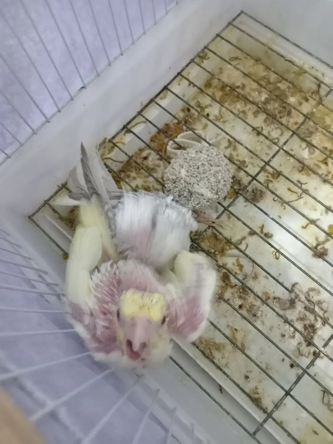 جوجه عروس هلندی سرلاکی|پرنده|گناباد, |دیوار