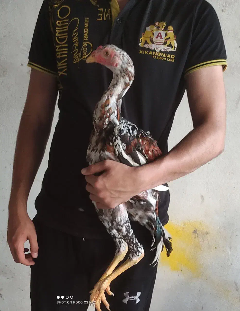 لاری|حیوانات مزرعه|بندر ترکمن, |دیوار