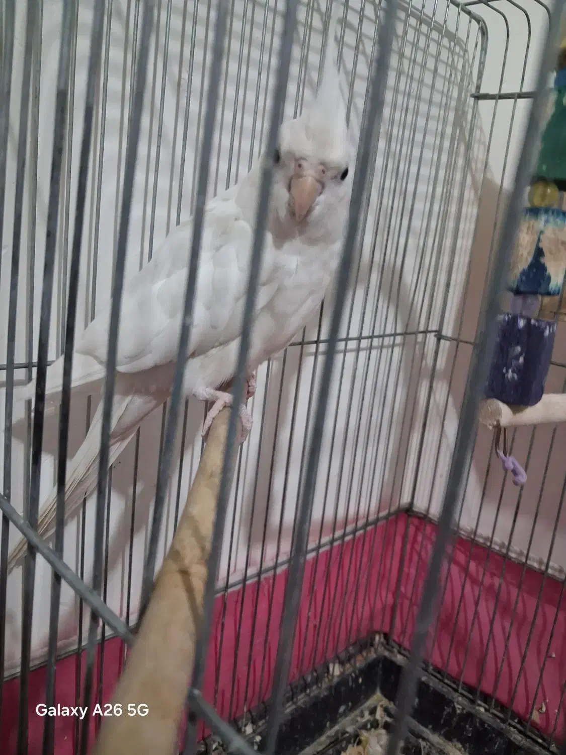 جفت عروس هلندی با ۵ تخم|پرنده|کرج, حسن آباد|دیوار