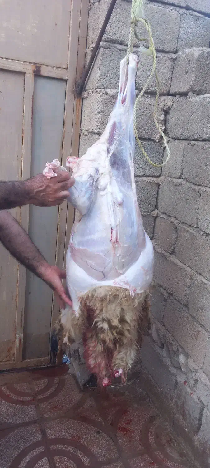 گوشت بره دویره چاق|خوردنی و آشامیدنی|ایوان, |دیوار