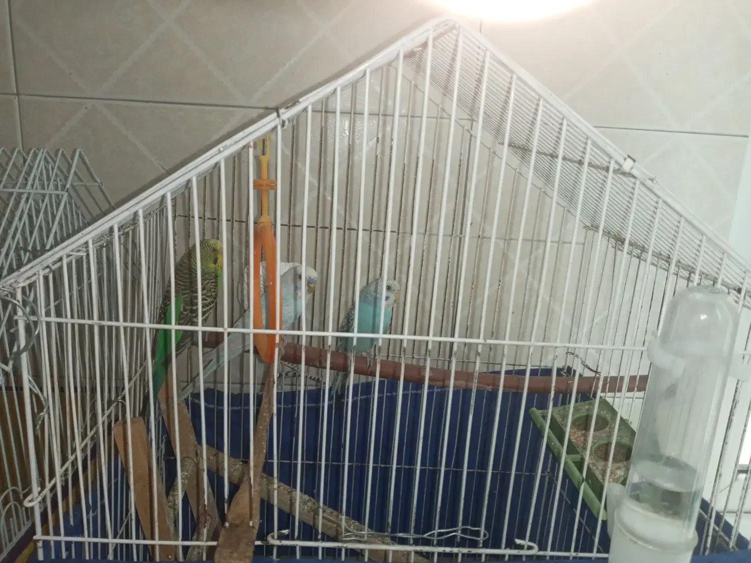 سه تا مرغ عشق|پرنده|تهران, امامت|دیوار