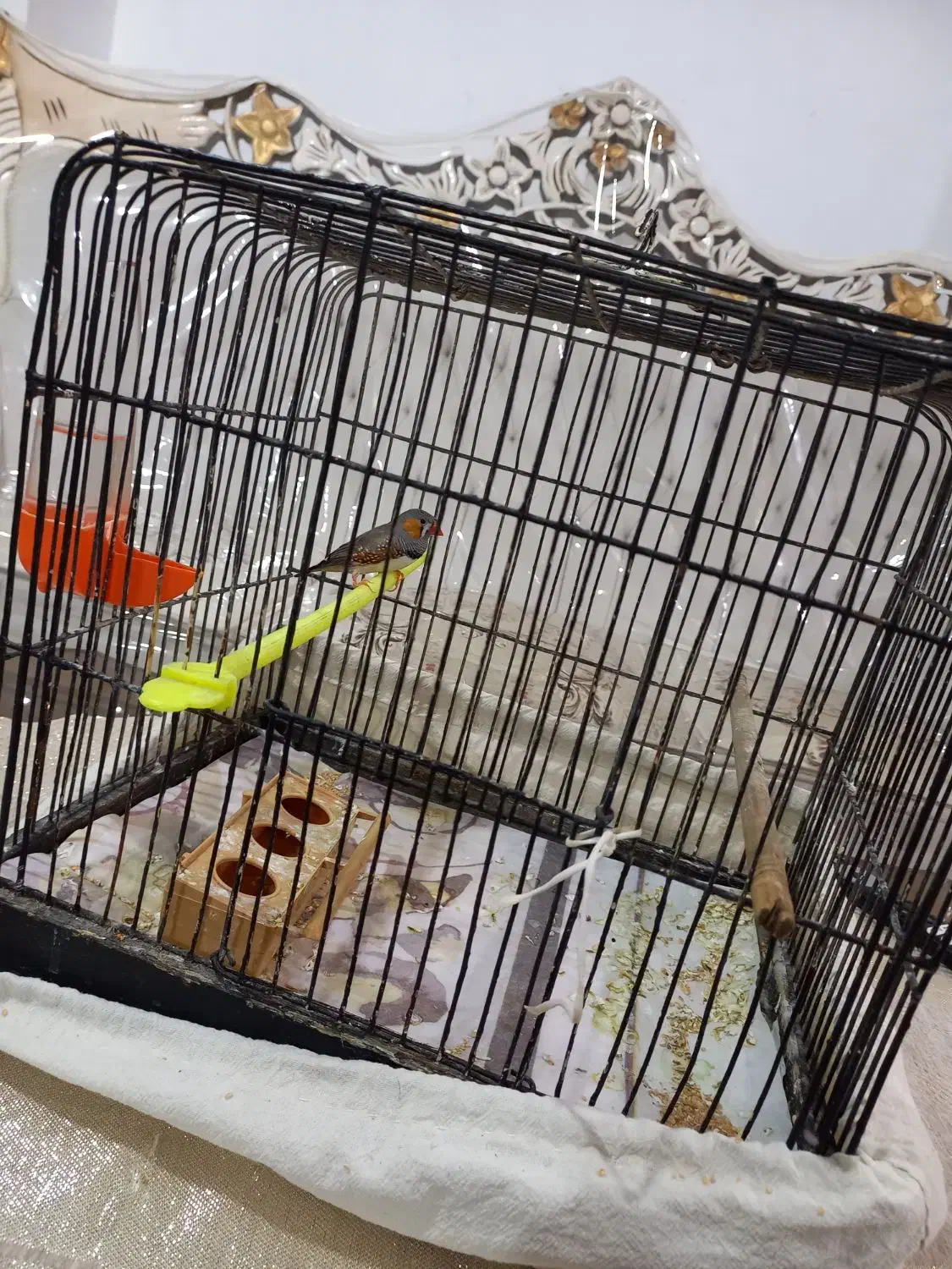 قفس|پرنده|مشهد, موسوی قوچانی|دیوار