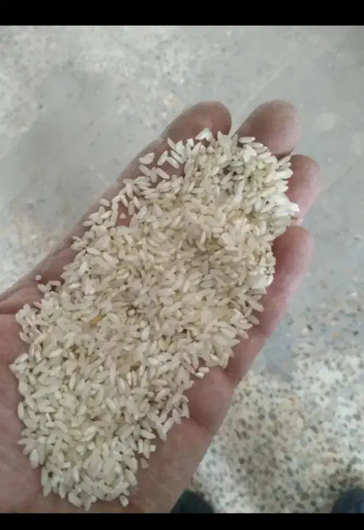 برنج چمپای چیتا کشت یاسوج|خوردنی و آشامیدنی|شیراز, تلخ داش|دیوار