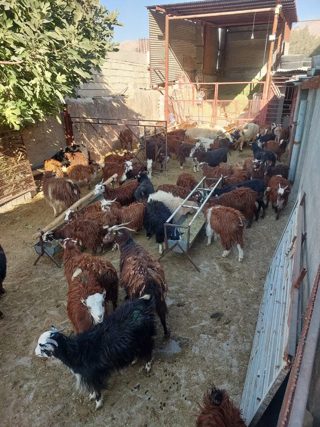 سلام گوسفند فروشی|حیوانات مزرعه|مرودشت, نقش رستم|دیوار