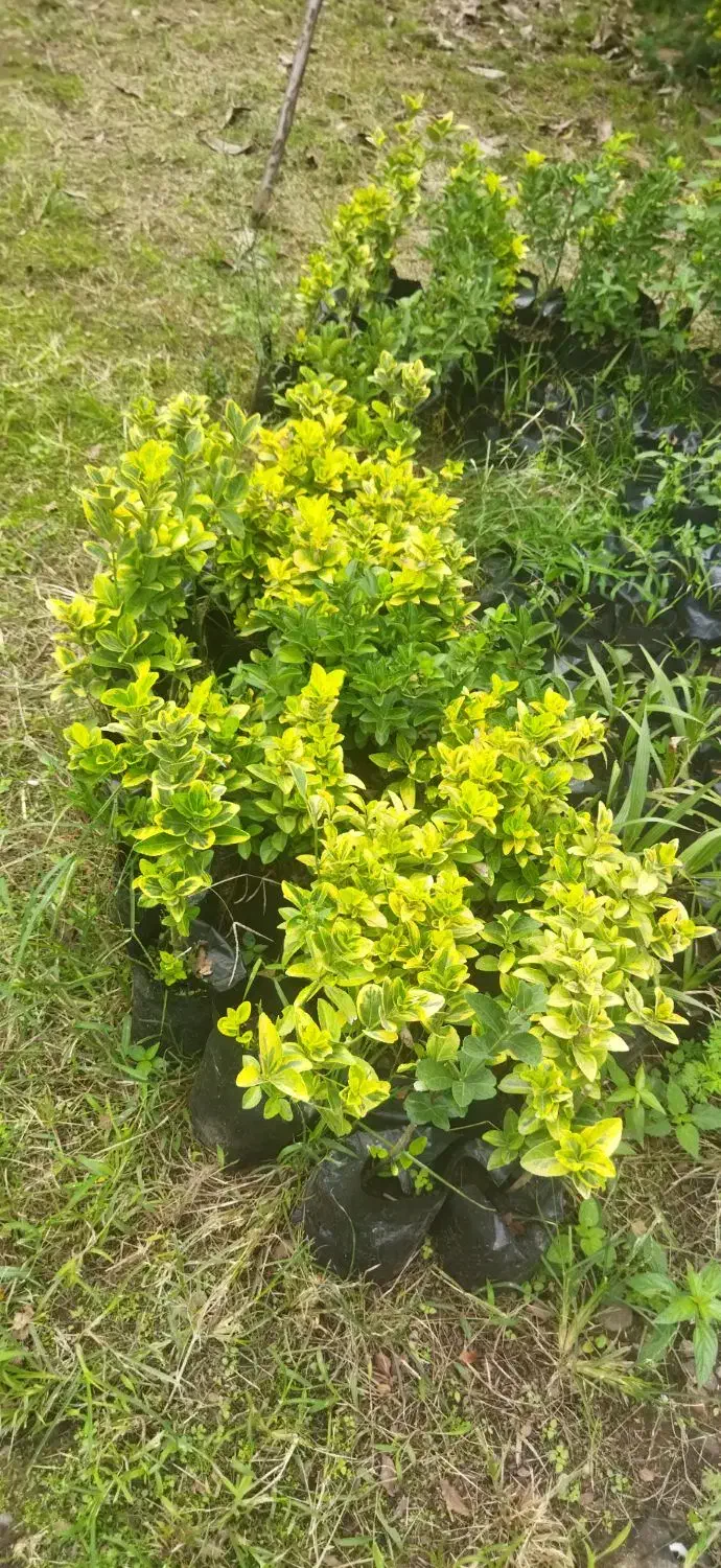 شمشاد طلایی سبز|خدمات باغبانی و درختکاری|کلاچای, |دیوار