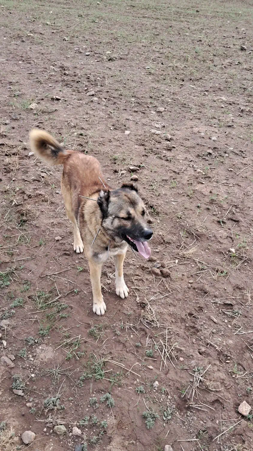 سگ گله و نگهبانی|سگ|چالدران, |دیوار