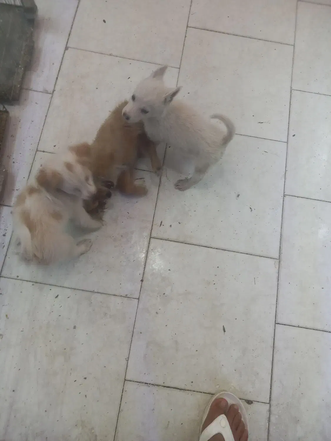 پامر روباهی ماده و دو تا توله نر|سگ|اندیشه, اندیشه فاز ۱|دیوار