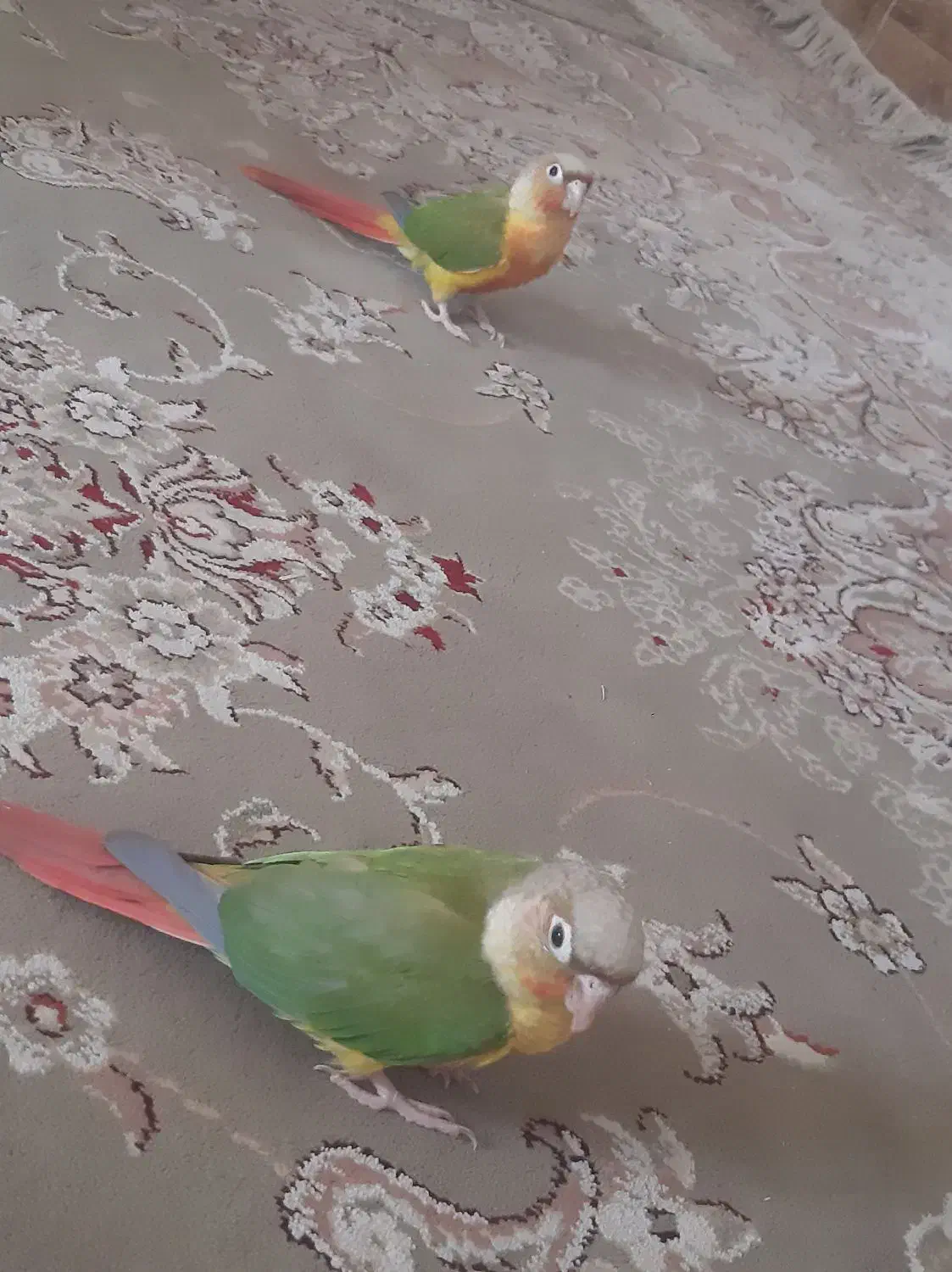 گرینجک فول اهلی|پرنده|خوی, |دیوار