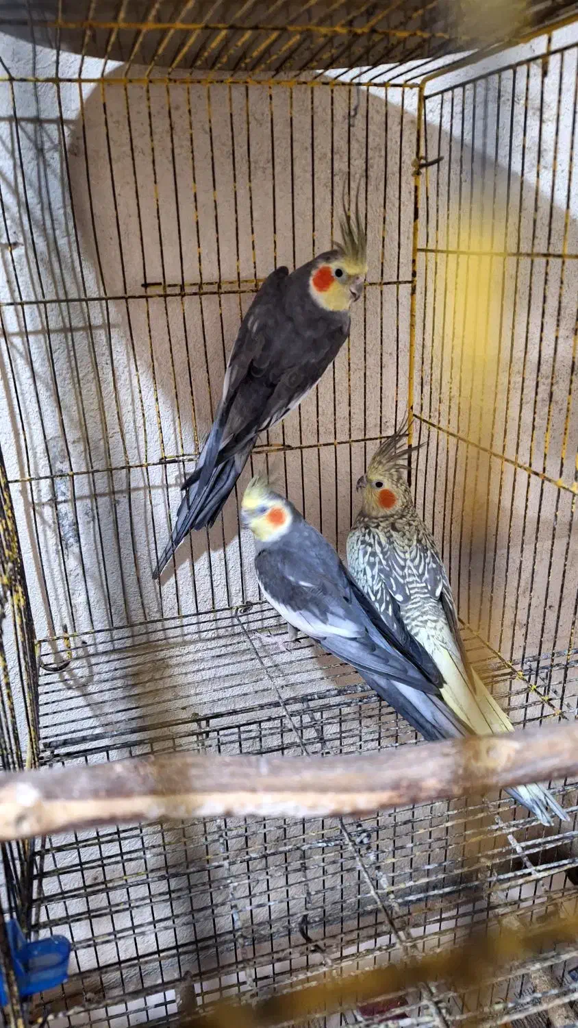 طوطی عروس هلندی|پرنده|رشت, اسماعیل آباد|دیوار