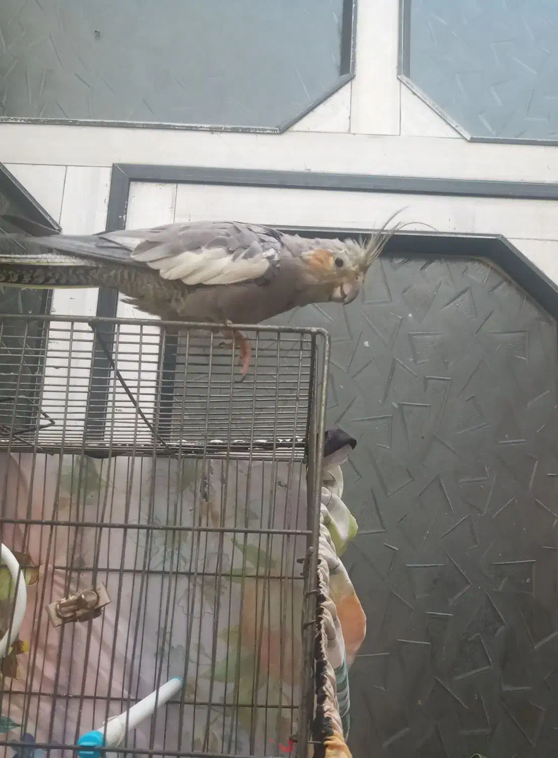 عروس هلندی|پرنده|اردبیل, |دیوار