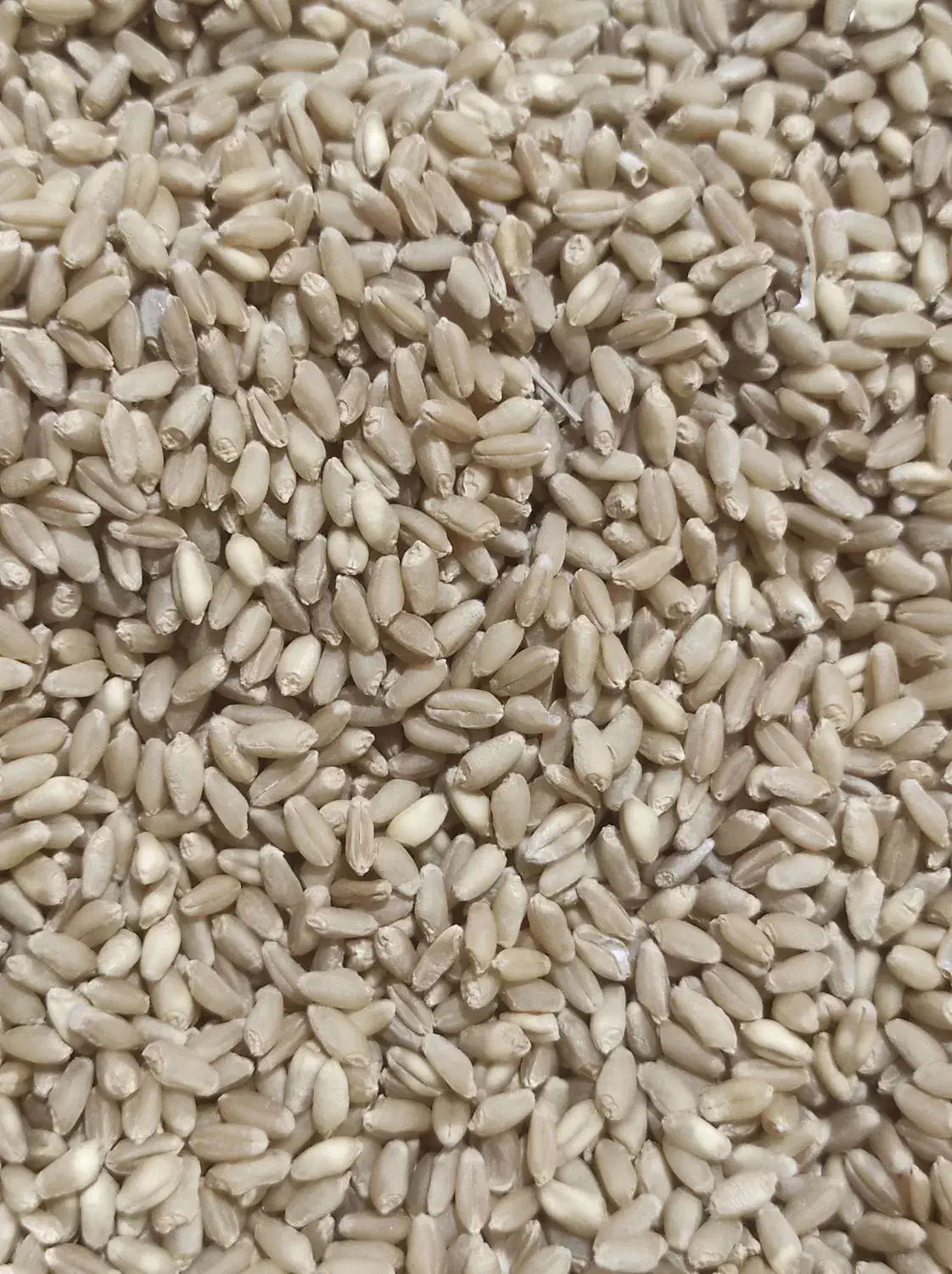 گندم ریژاب|خدمات باغبانی و درختکاری|چرداول, |دیوار