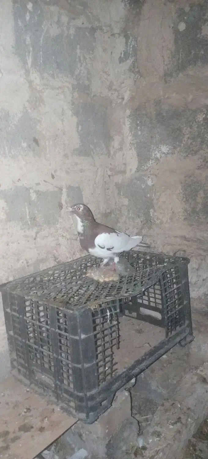 کفتر|پرنده|باخزر, |دیوار