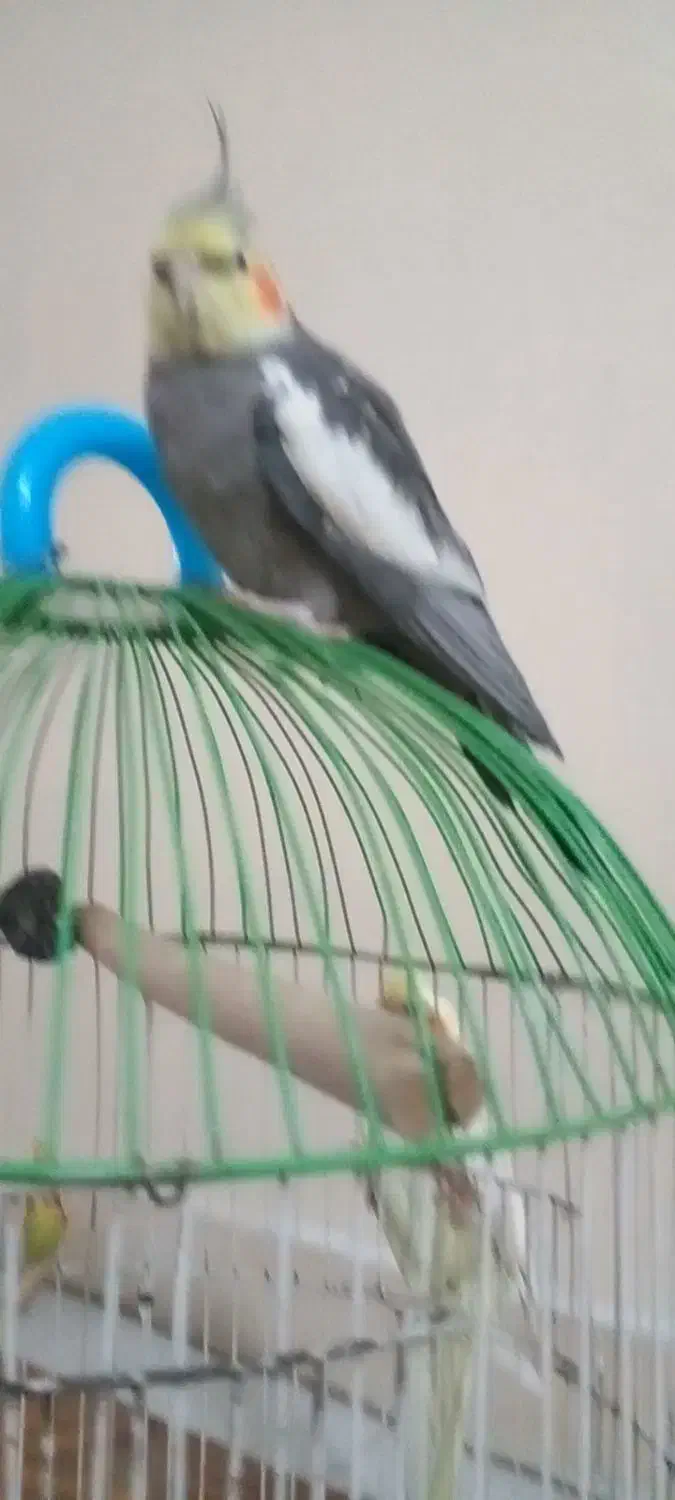 عروس‌هلندی‌من‌ازقفس‌رفته‌هرکس‌کرفته‌بیاره‌بده|حیوانات|باقرشهر, |دیوار