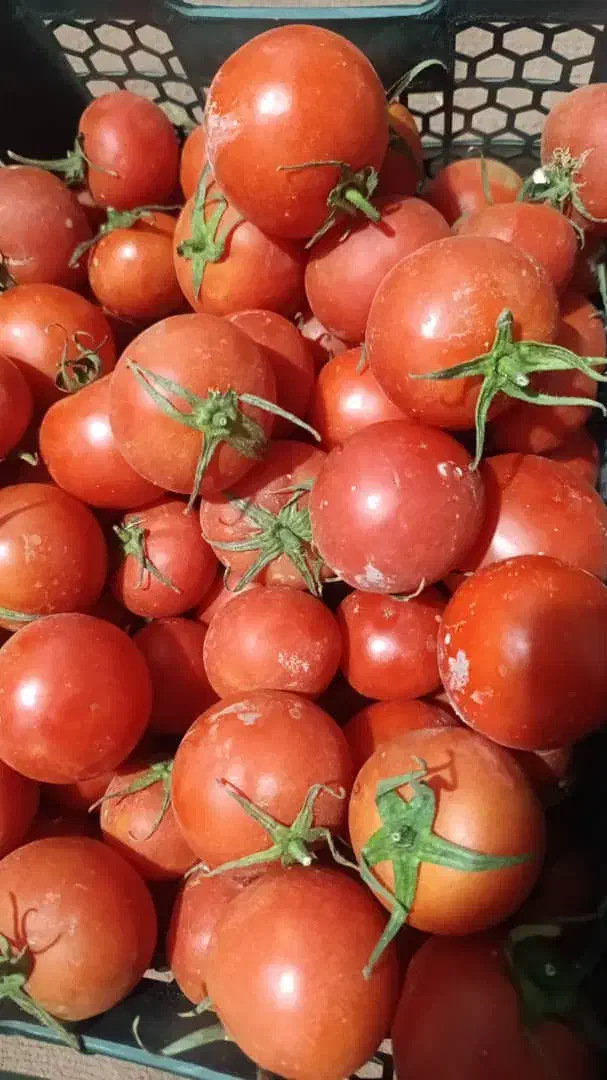 گوجه ربی درجه 1|خوردنی و آشامیدنی|مبارکه, |دیوار