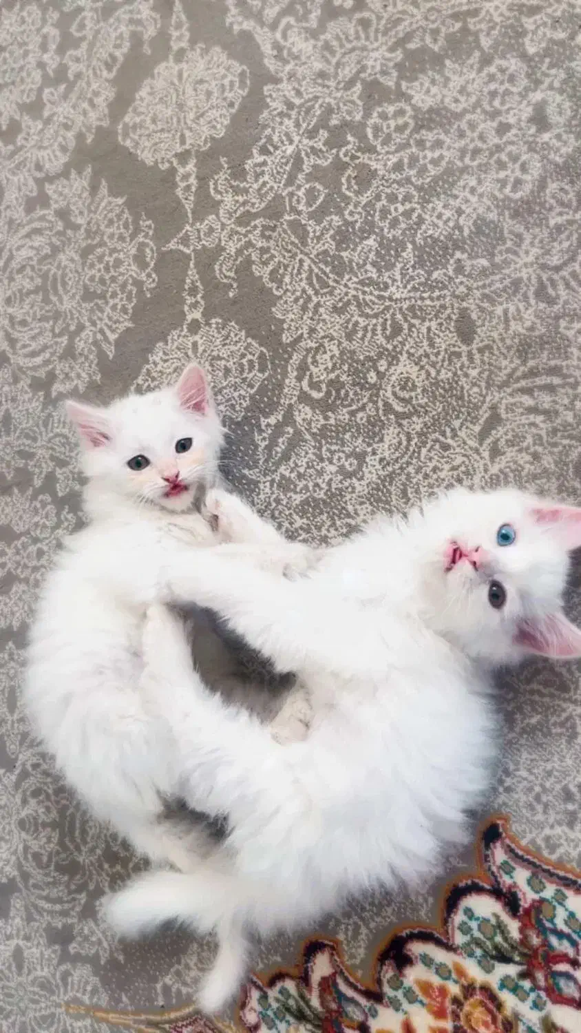 واگذاری گربه|گربه|مشکیندشت, |دیوار