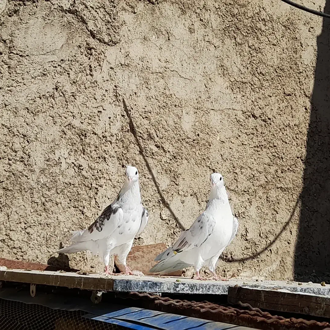 جوجه  کفتر  تضمینی|پرنده|قلعه نو, |دیوار