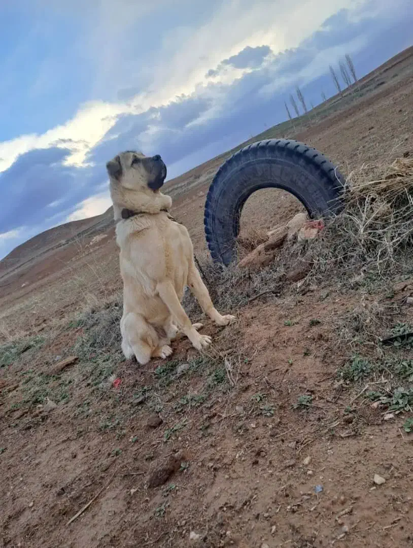 سگ پژدر|سگ|اردبیل, |دیوار