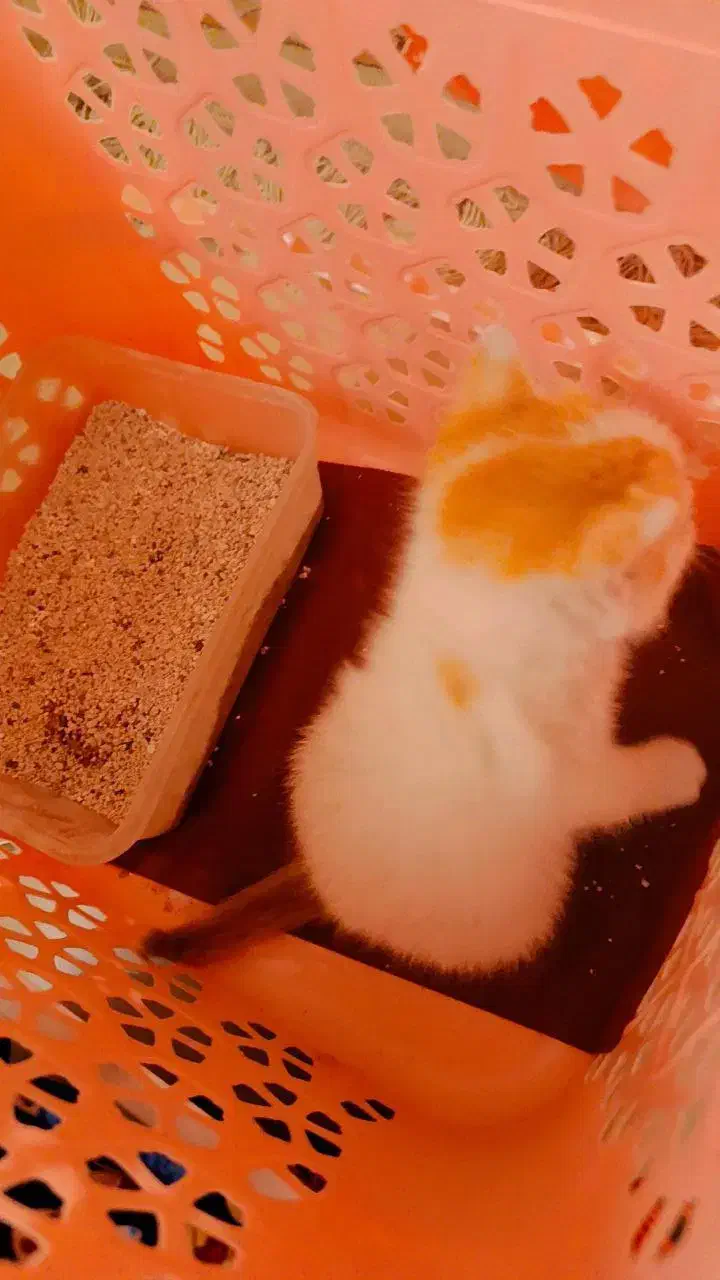 گربه کوچک|گربه|تهران, آرژانتین|دیوار