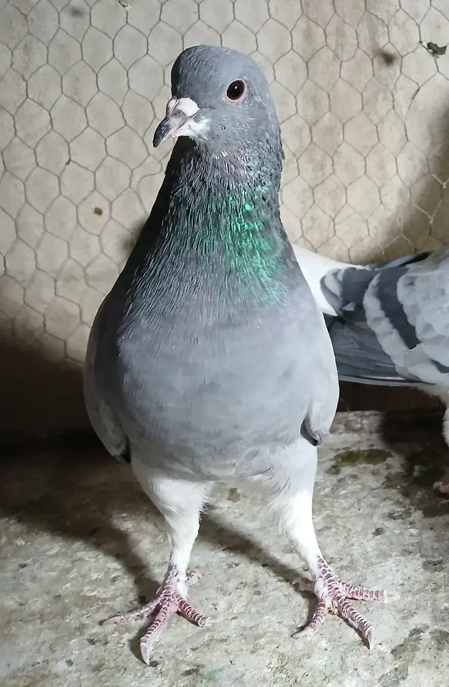 بوم کبوتر فروشی|پرنده|اصفهان, زهران|دیوار