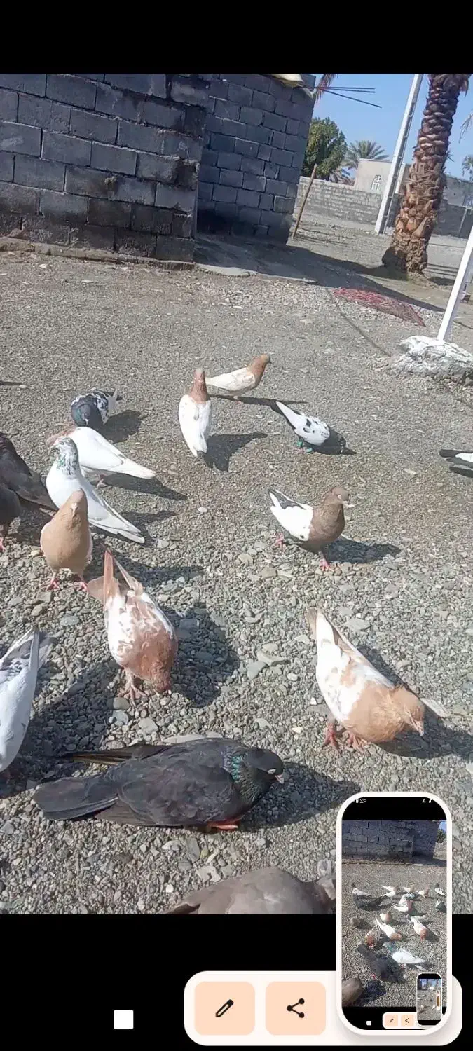 کبوتر|پرنده|کهنوج, |دیوار