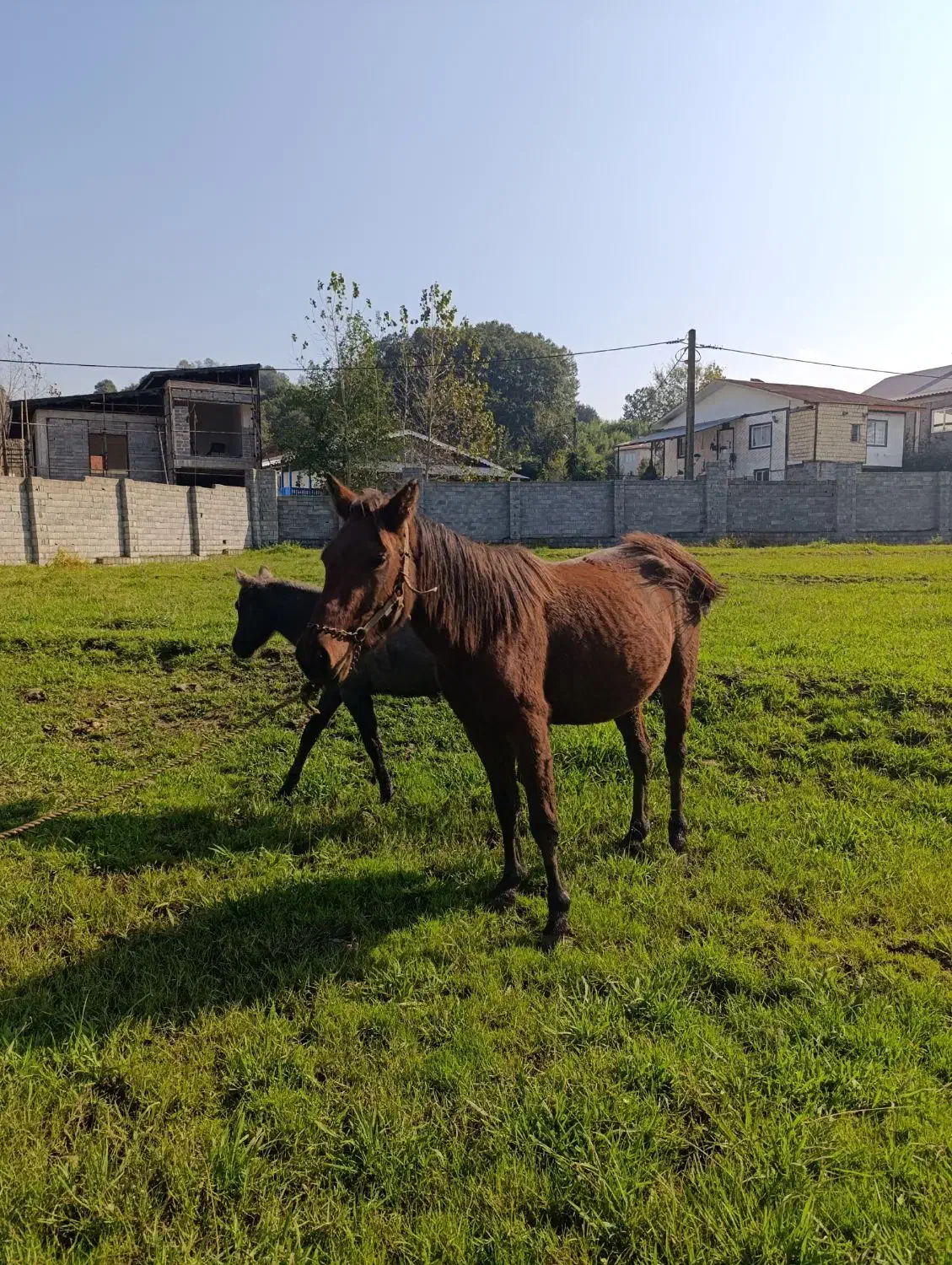 مادیان با کره نریان|اسب و تجهیزات اسبسواری|لاهیجان, آهندان|دیوار