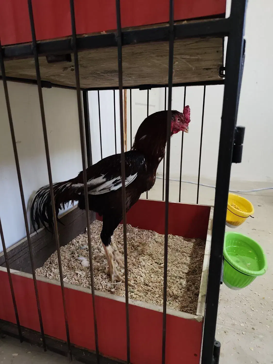 خروس لاری|حیوانات مزرعه|رودهن, |دیوار