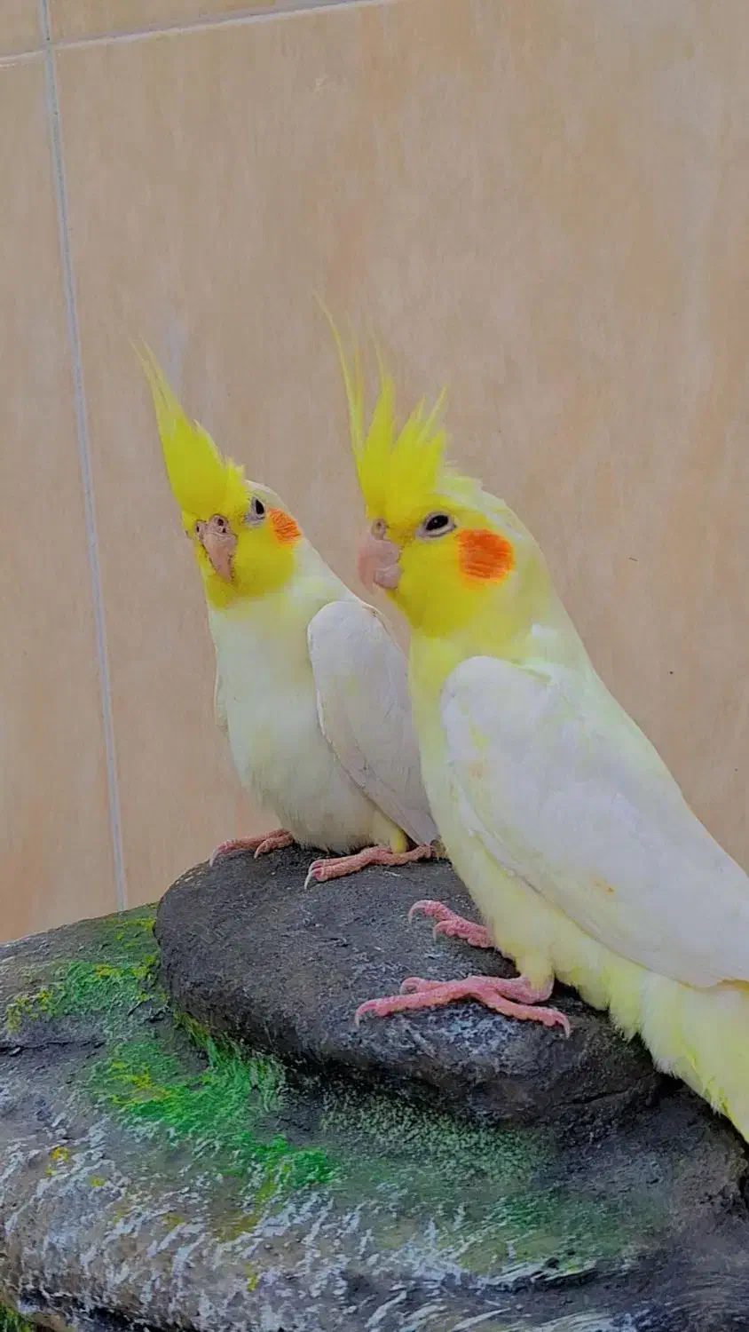 فروش عروس هلندی|پرنده|وراوی, |دیوار