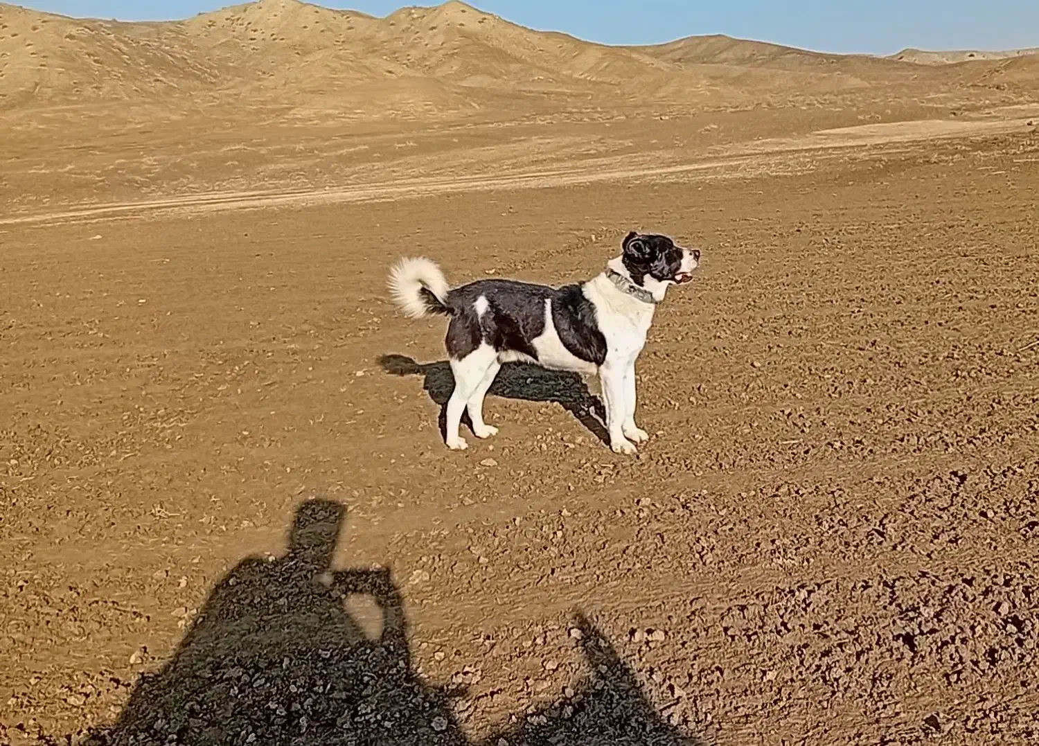 گله ای|سگ|آشخانه, |دیوار