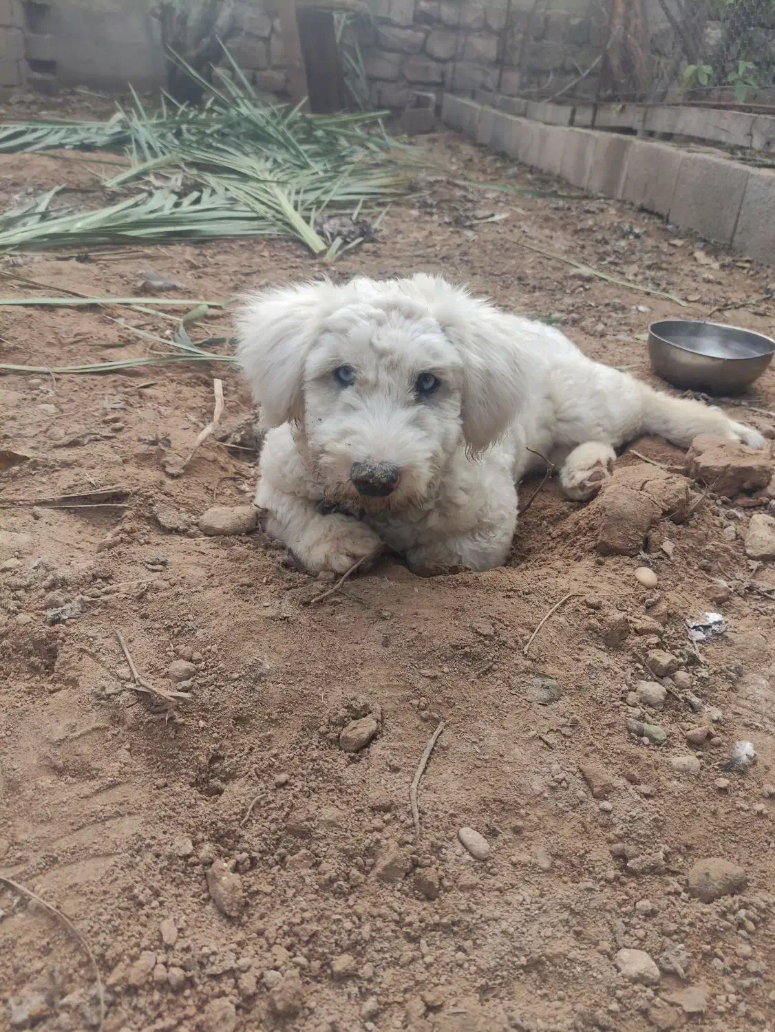 سگ شیتزو|سگ|شوشتر, |دیوار