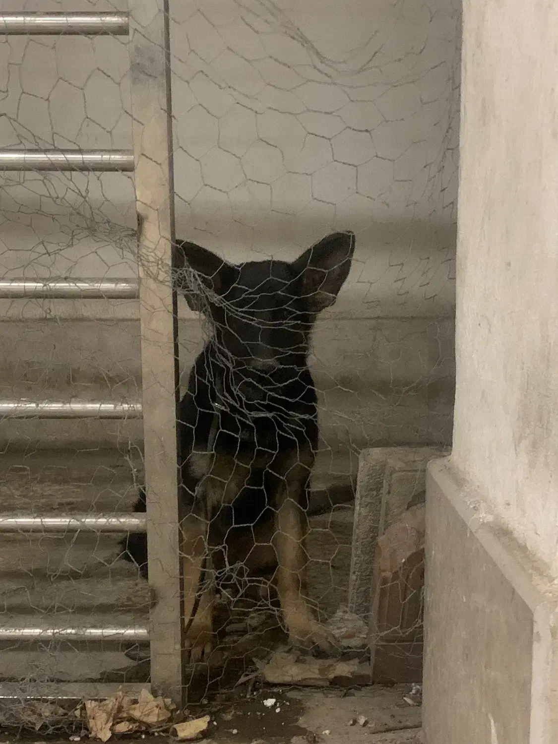 سگ ژرمن شولاین شناسنامه دار|سگ|گنبد کاووس, |دیوار