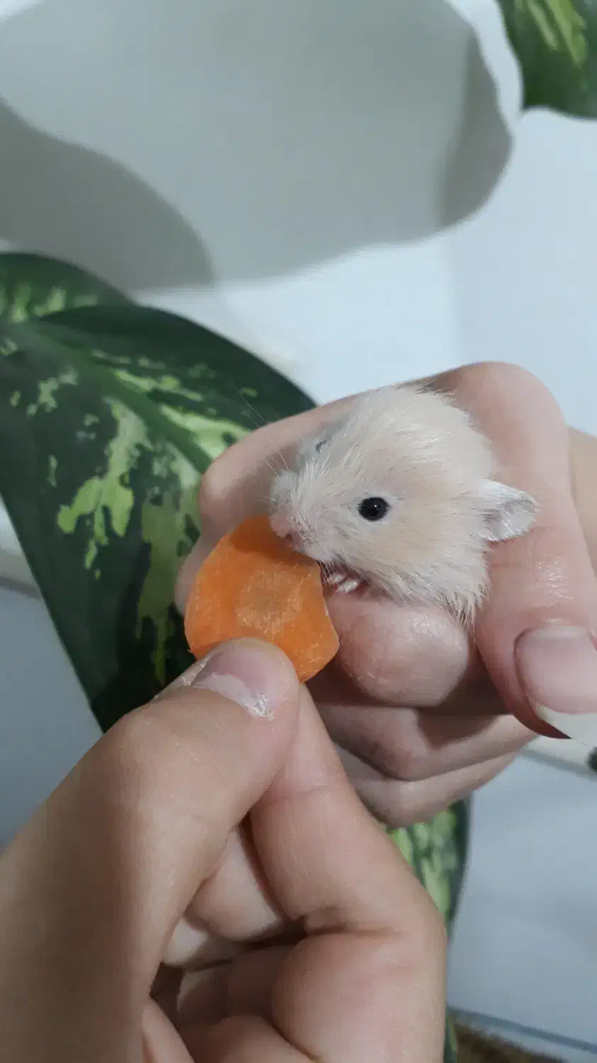 بچه همسترهای بامزه آماده فروش|موش و خرگوش|سمنان, |دیوار