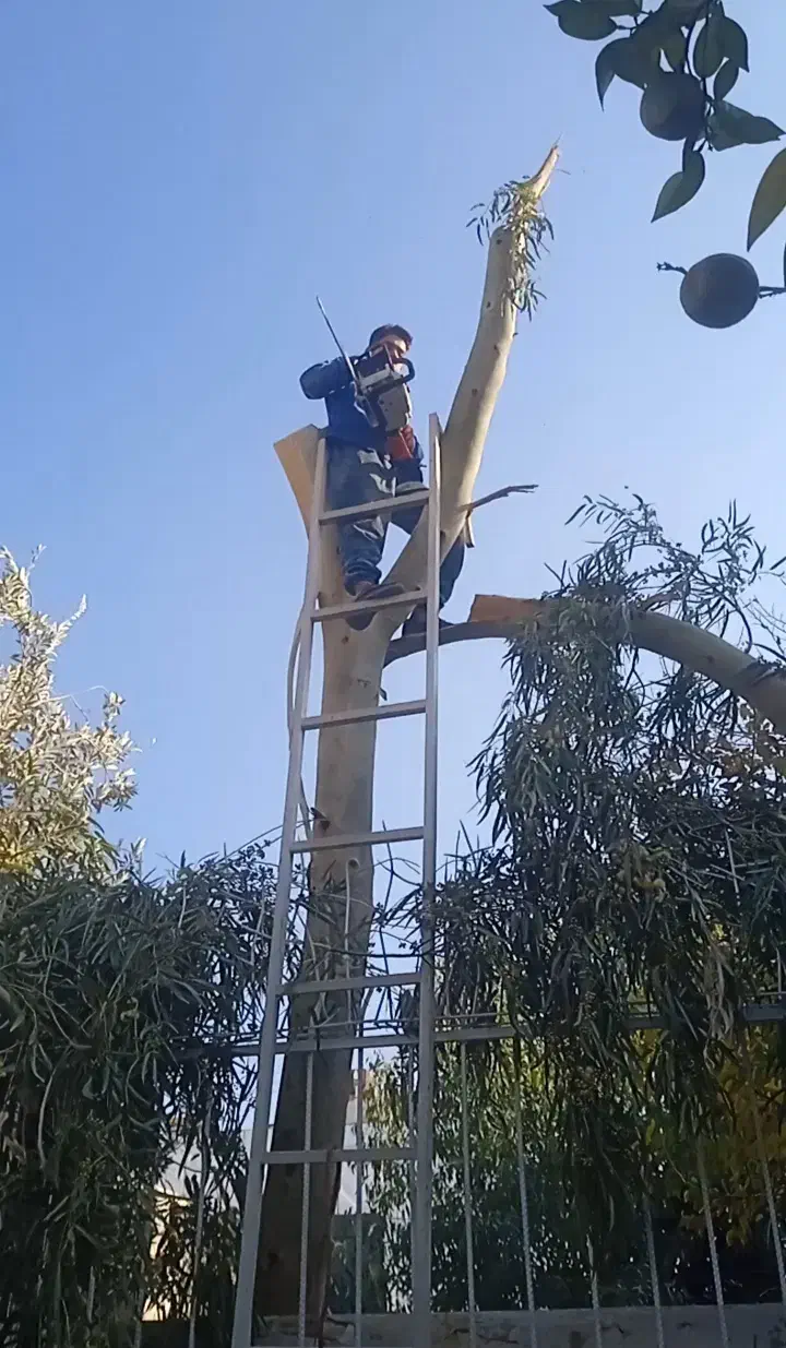 هرس و قطع درخت|خدمات باغبانی و درختکاری|شیراز, شهرک گلستان|دیوار