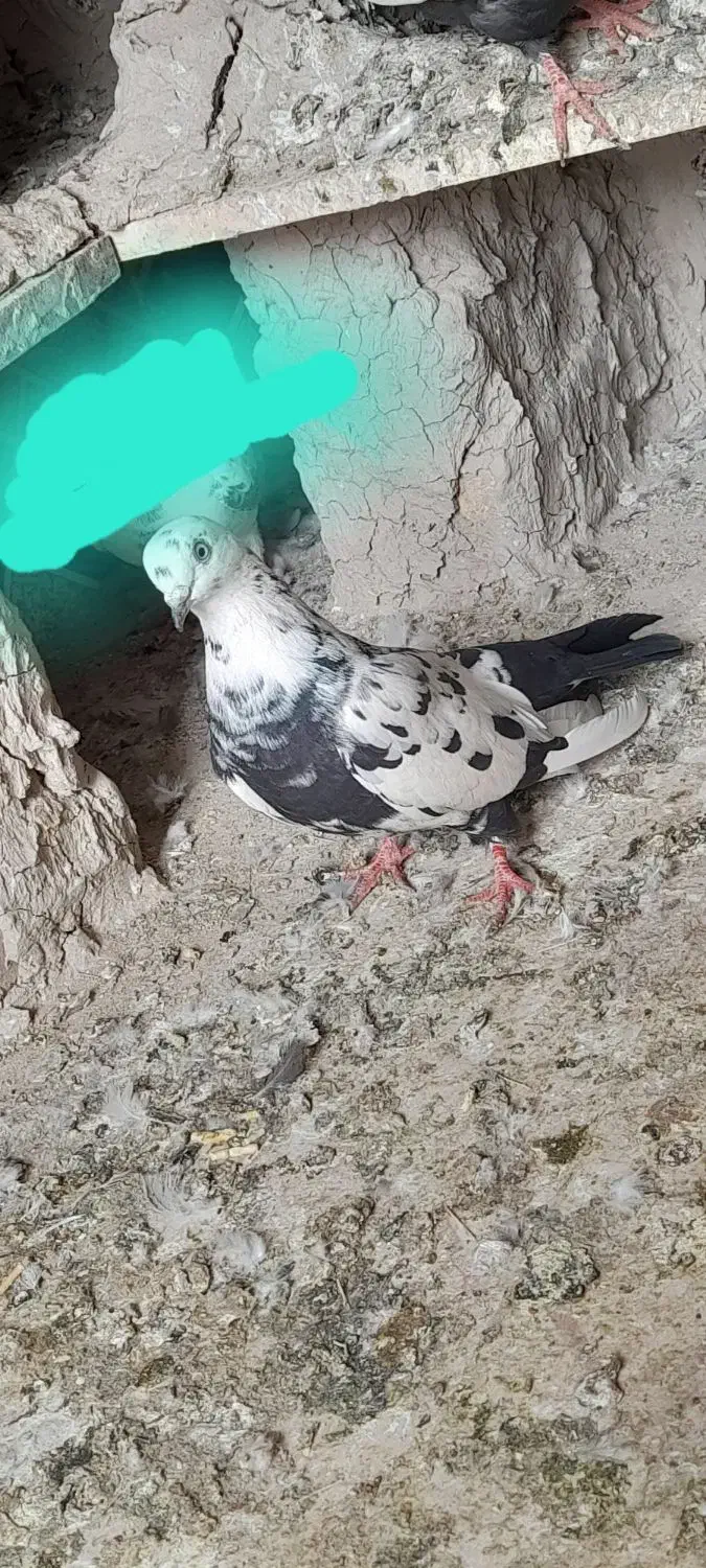 کبوتر|پرنده|نیمروز, |دیوار