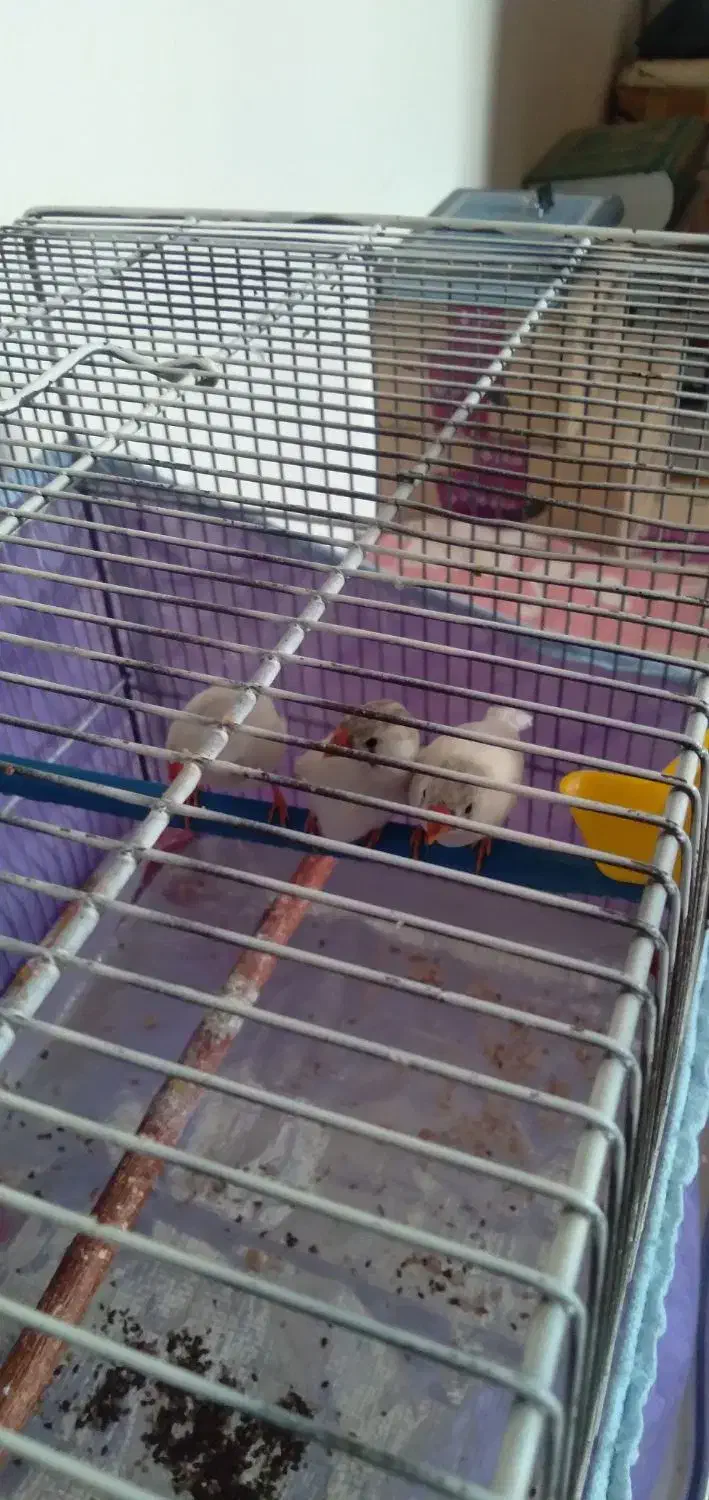 فنچ نر ماده سفید|پرنده|شاهینشهر, گرگاب|دیوار