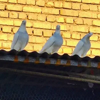 طوقی آبی|پرنده|خمینیشهر, |دیوار