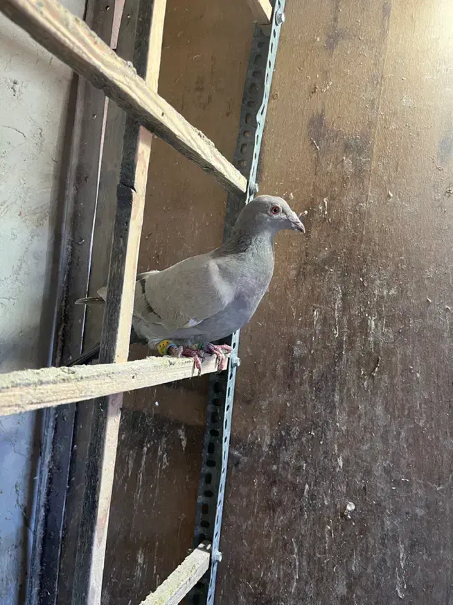 کاغذی نر زد و خوردی موقلف خطی|پرنده|قزوین, |دیوار