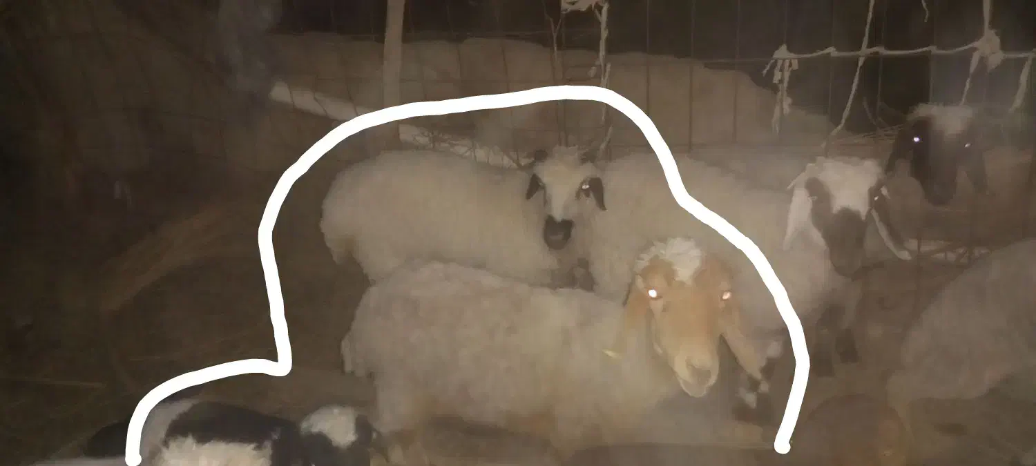 یه پونگچ یک سال با یه میش زاییده با بره ماده|حیوانات مزرعه|کلاتان, |دیوار