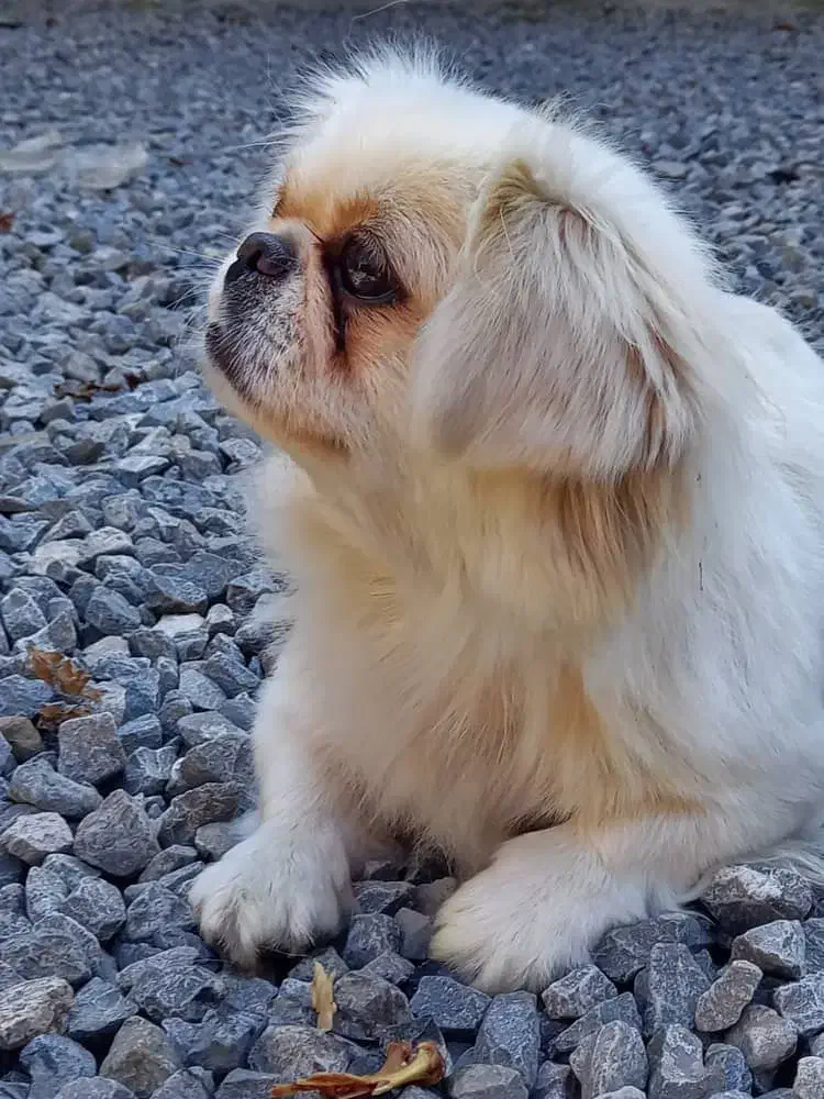 سگ نژاد تیپتان اسپانیل|سگ|تهران, زعفرانیه|دیوار