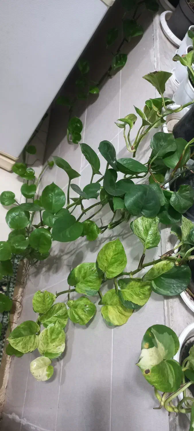 گلهای سبز|گل و گیاه طبیعی|رشت, آب آسیاب|دیوار