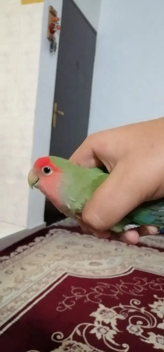 1 عدد طوطی برزیلی سالم و خوب و نژاد دار|پرنده|قرچک, شهرک طلائیه|دیوار