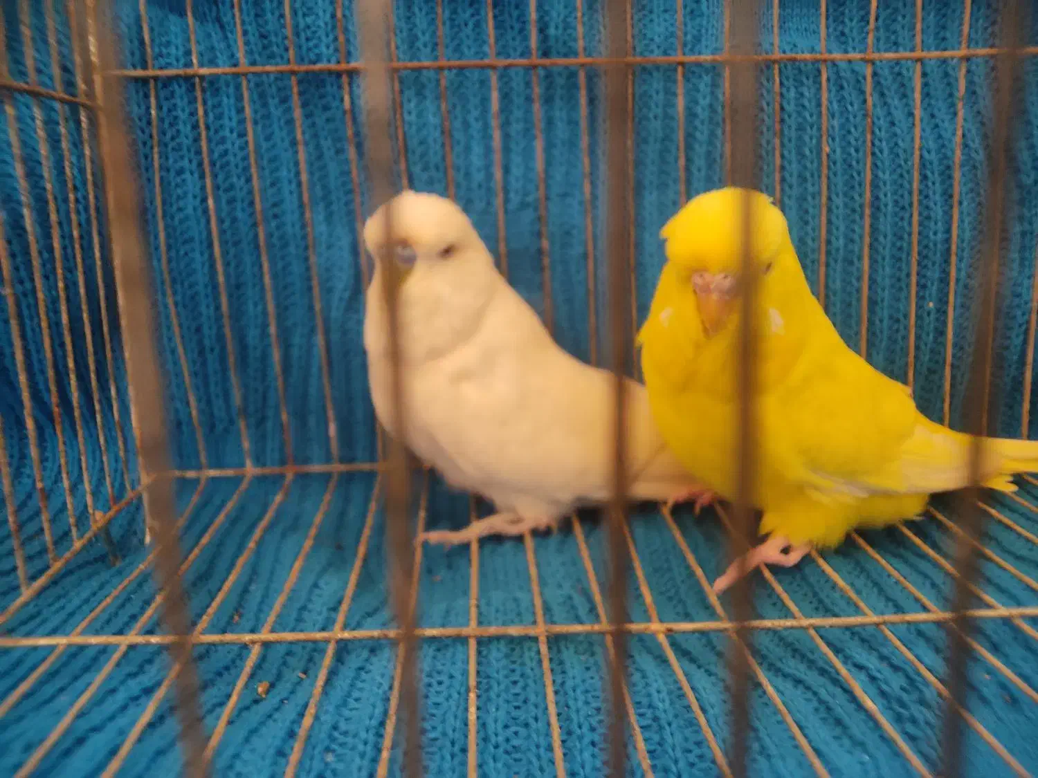 جفت مرغ عشق انگلیسی ۲۰۲۳|پرنده|بابل, |دیوار