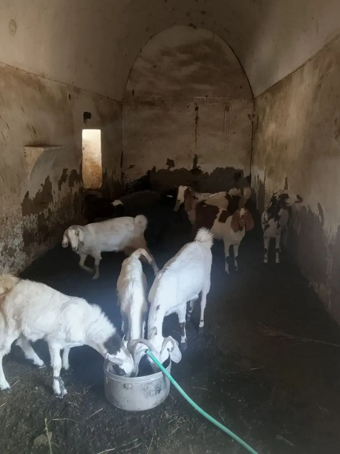 کود حیوانی|گل و گیاه طبیعی|نرماشیر, |دیوار