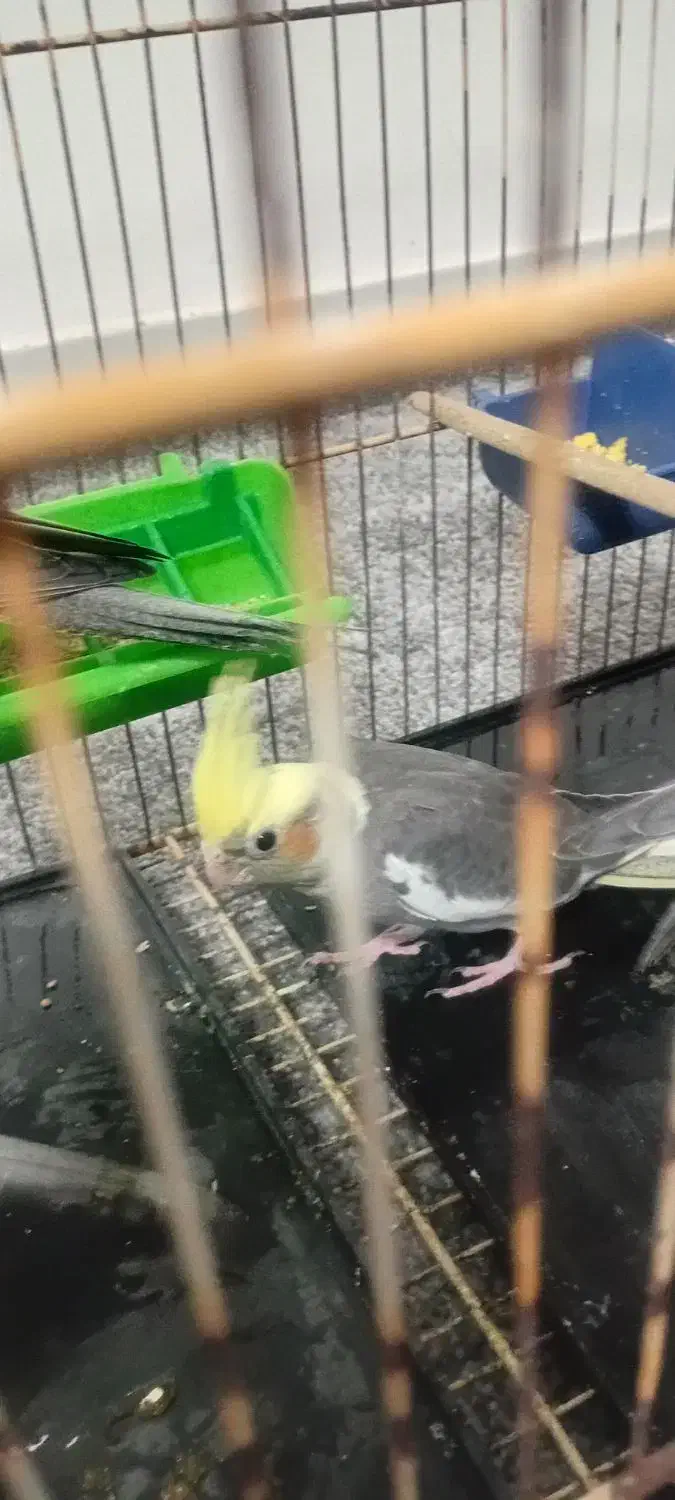 جوجه عروس هلندی|پرنده|مهران (ایلام), |دیوار