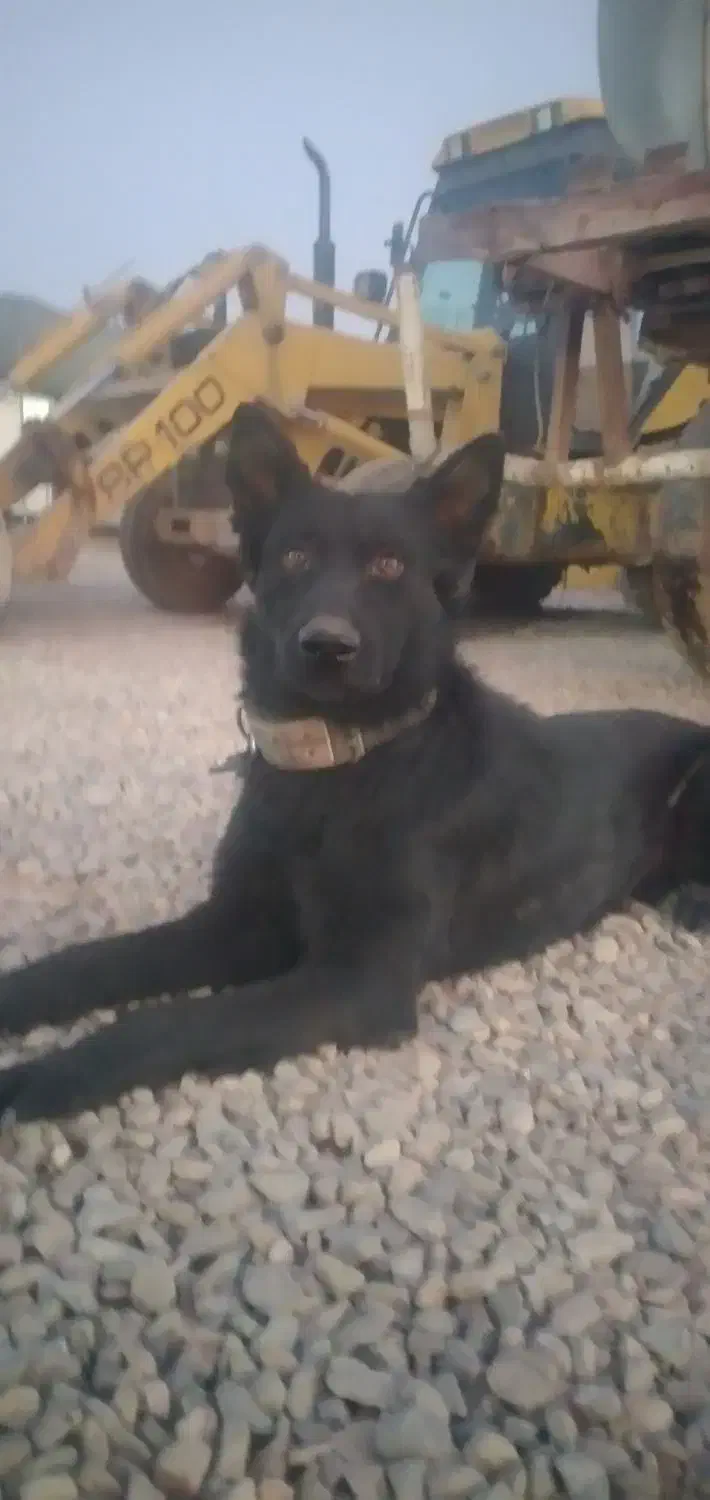 توله ژرمن بلک|سگ|باقرشهر, |دیوار