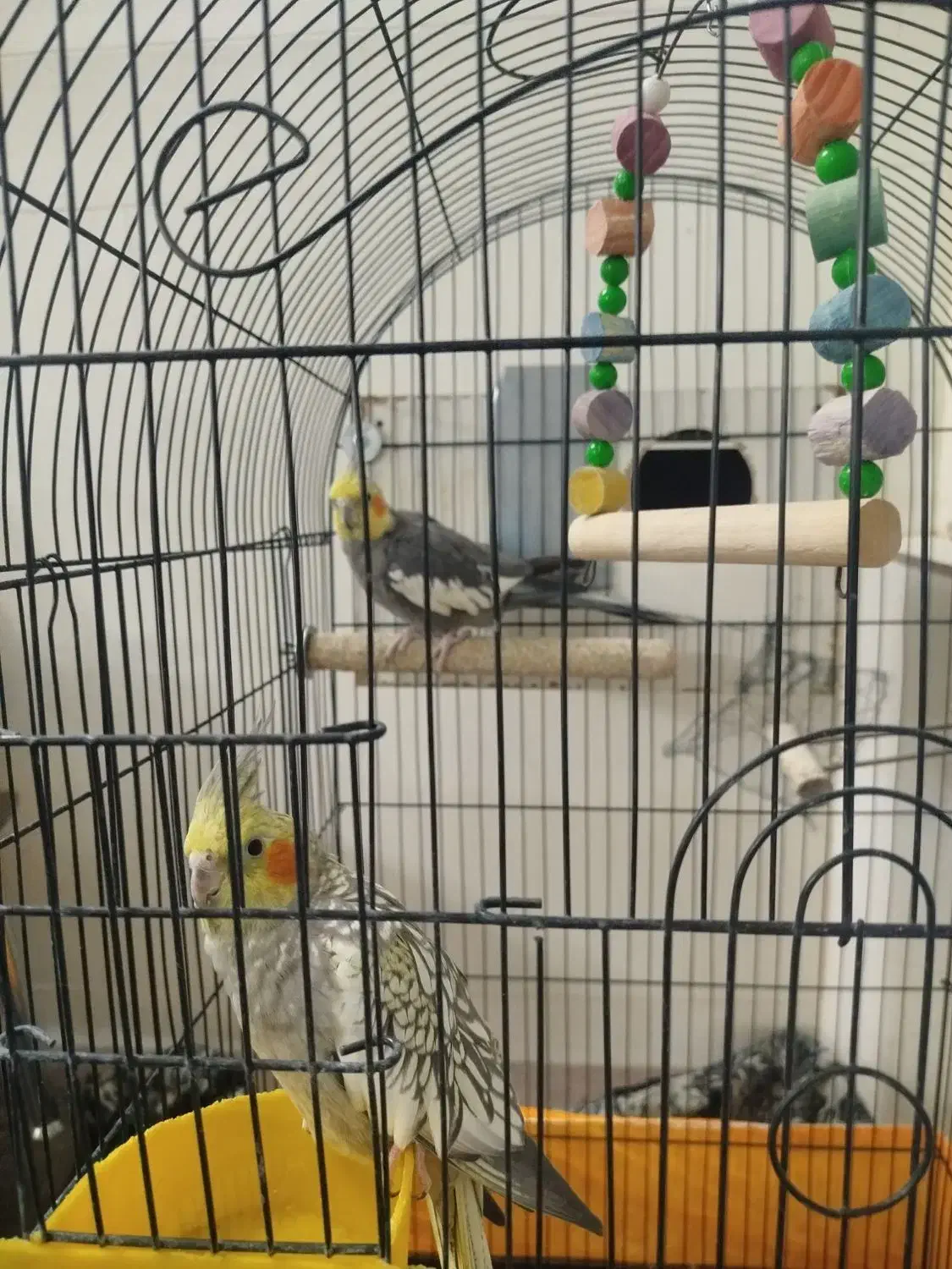 دو عدد عروس هلندی کشیده و سرحال آماده تخم گذاری|پرنده|یزد, |دیوار